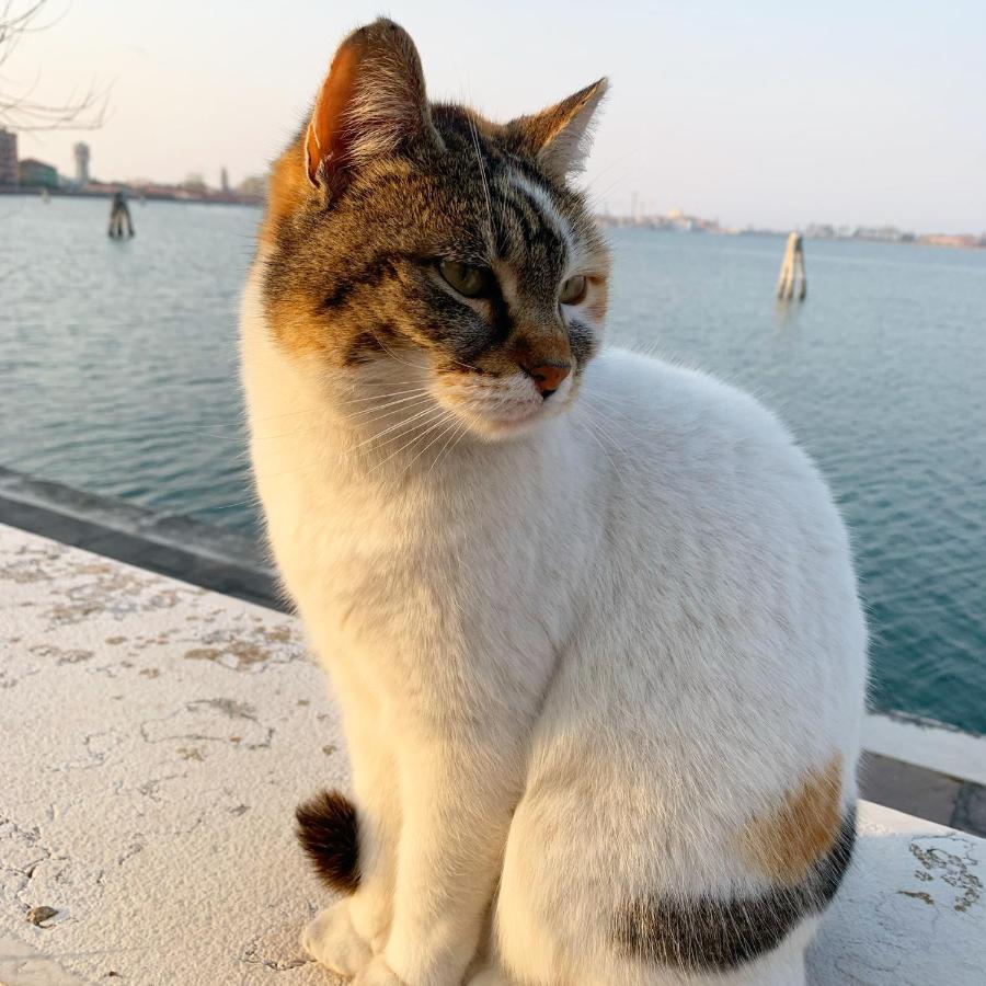 Sepa Chioggia Calle Moretti Экстерьер фото
